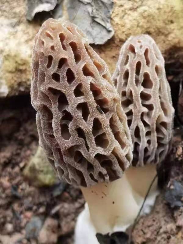 種植基地-新鮮羊肚菌